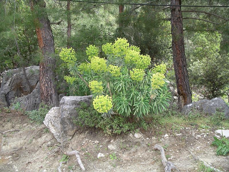 turkije2005 183.jpg